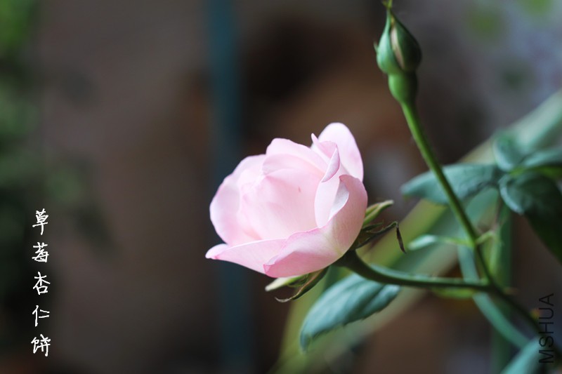��ݮ2.jpg