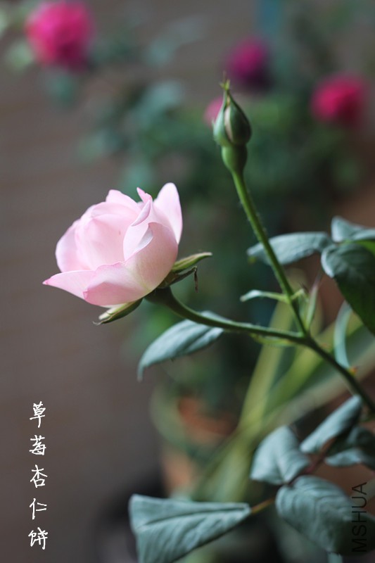 ��ݮ3.jpg