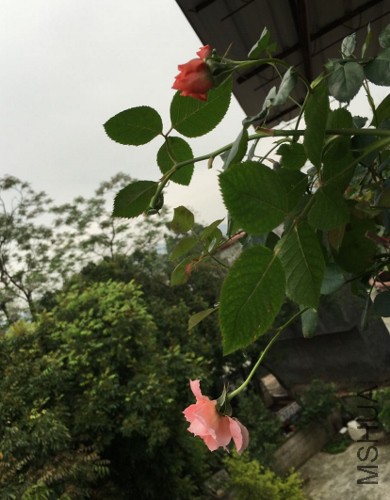 QQͼƬ20160414093057 (390x500).jpg