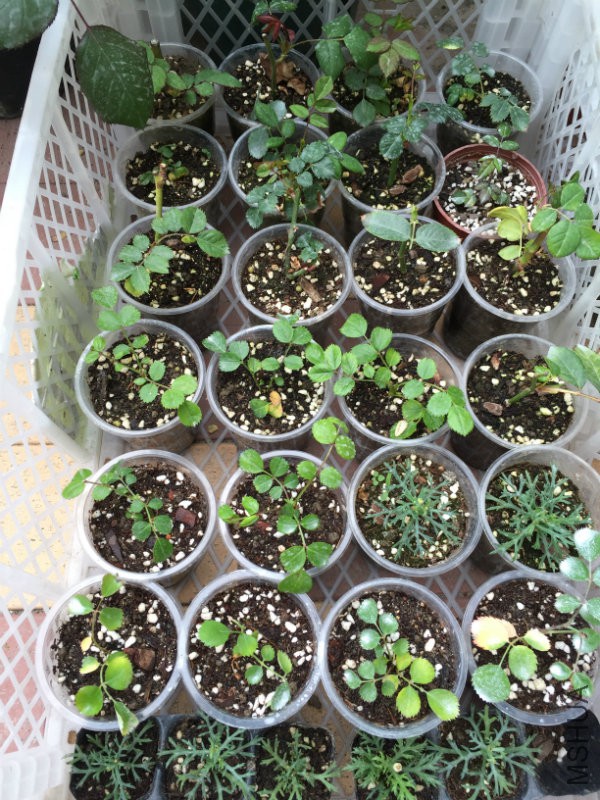 ѿ���Ǥ����ֲ��С��