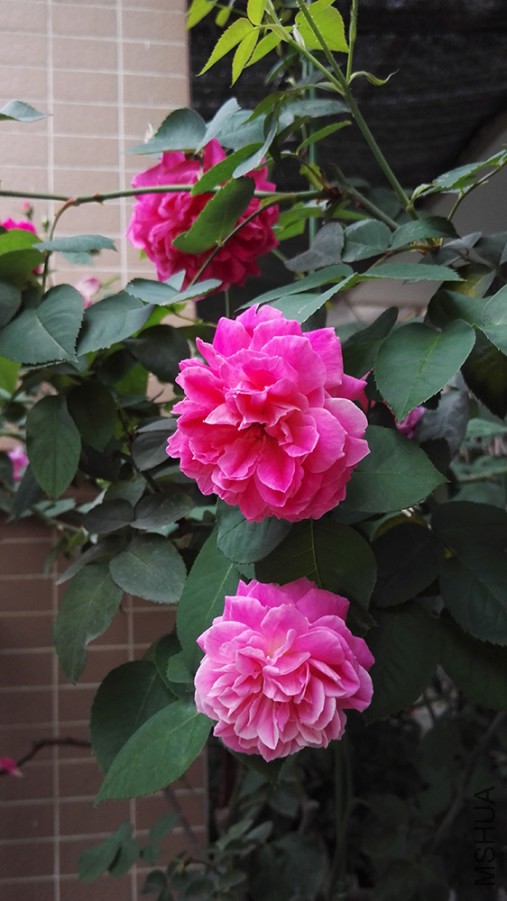 IMG_20160415_175333.jpg