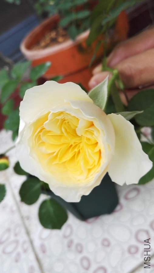 IMG_20160409_081209.jpg