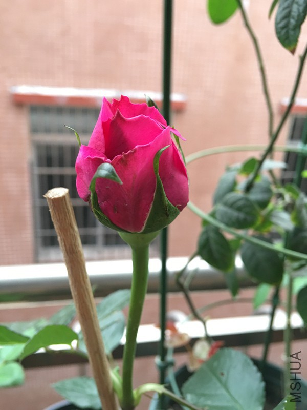 ������û����