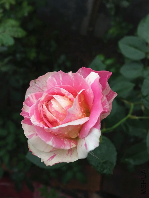 Ī��Ҳ����