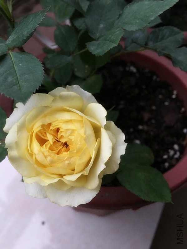 ��˿ȸ������