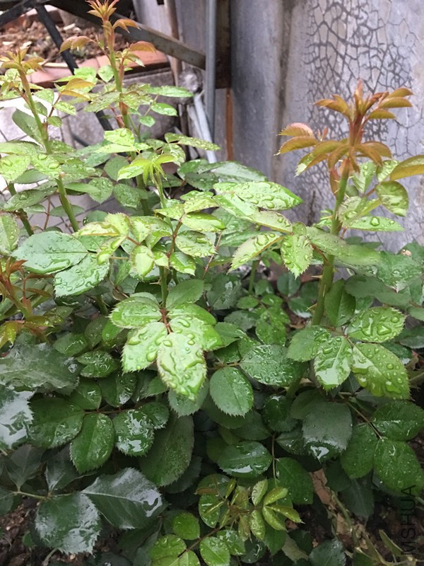 ���۽���������