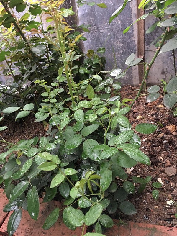 Ī�ε���������֦����С