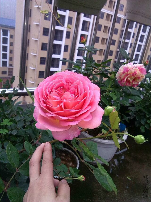 QQͼƬ20160415212757.jpg