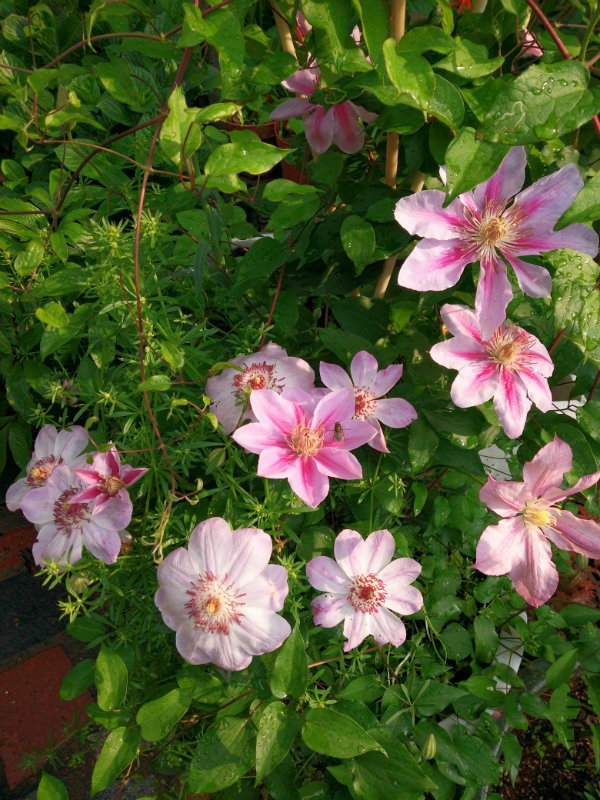 IMG20160413083326.jpg