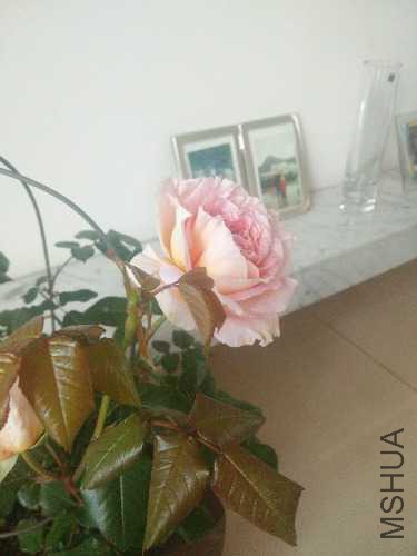 IMG_20160416_093547.jpg