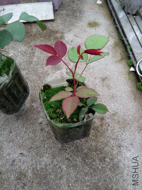 IMG_20160416_105434.jpg