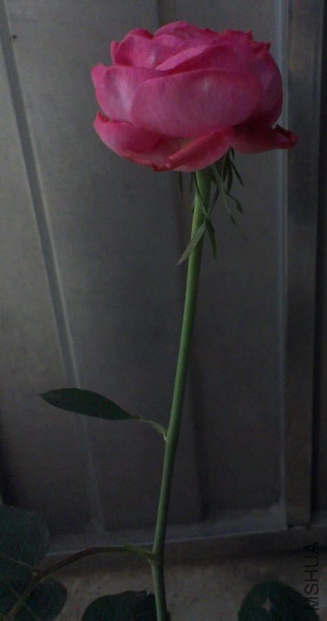 IMAG2444.jpg