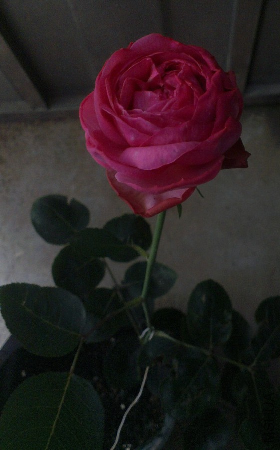 IMAG2449.jpg