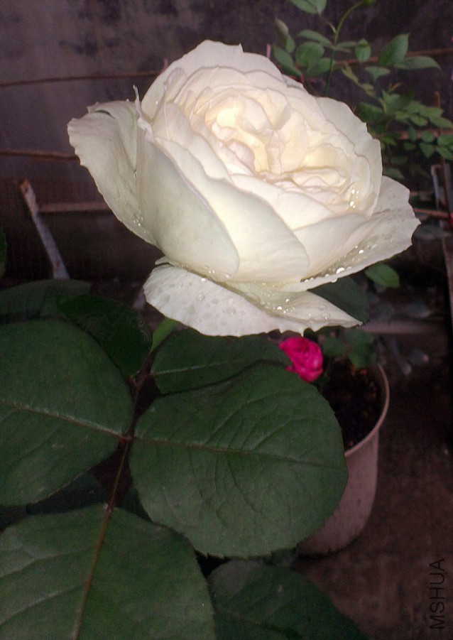 IMAG2387.jpg