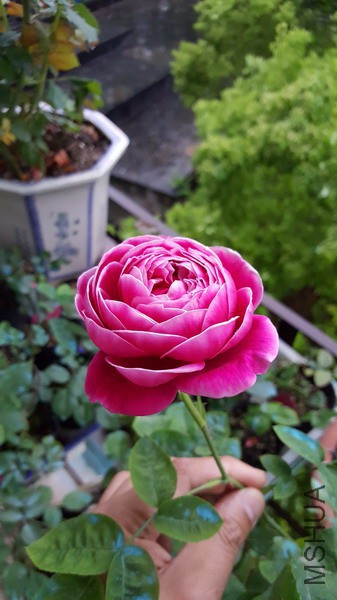 20160416_071447_��С��С.jpg