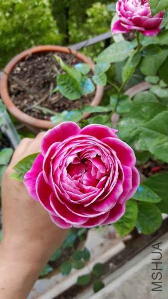 20160416_095627_��С��С.jpg
