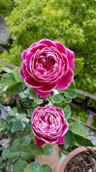 20160416_100820_��С��С.jpg
