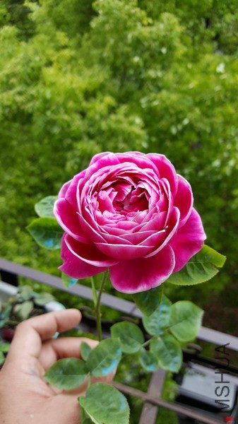 20160416_100303_��С��С.jpg