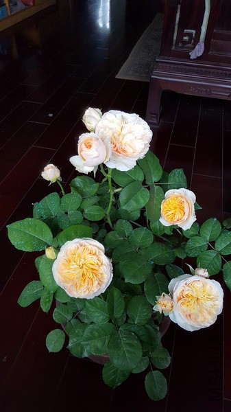 20160416_102551_��С��С.jpg