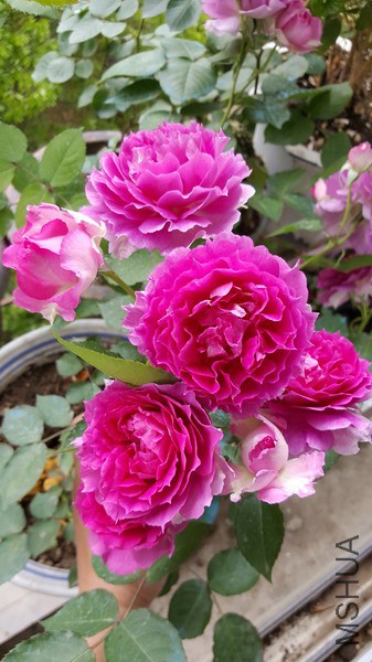 20160416_121803_��С��С.jpg