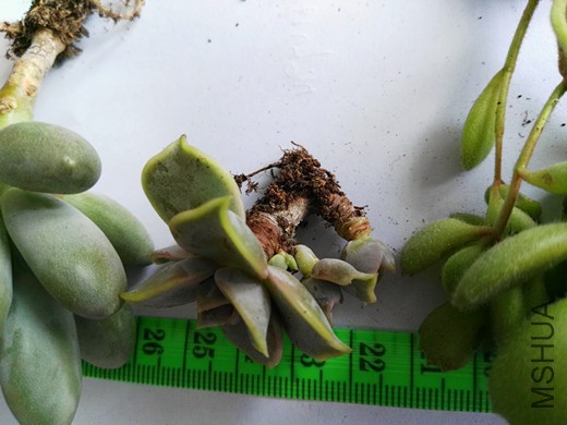 IMG_20160415_131417.jpg