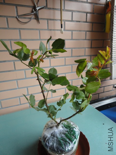 DSC01187.JPG