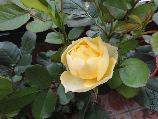 DSC01291.JPG