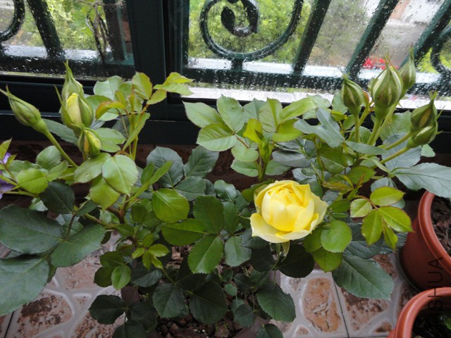 DSC01292.JPG