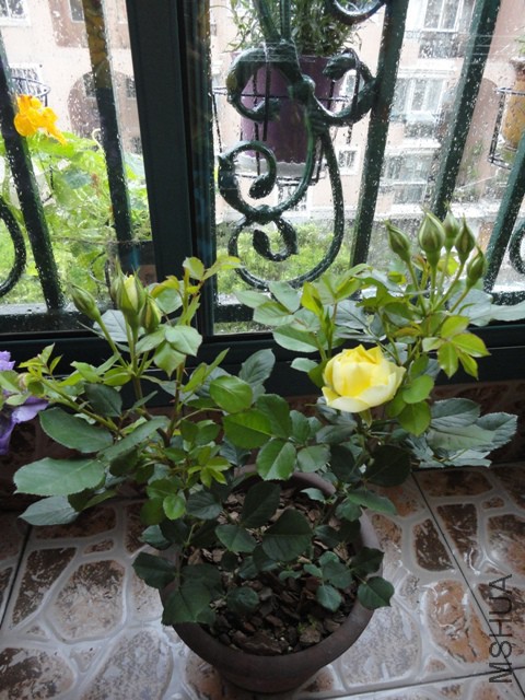 DSC01293.JPG
