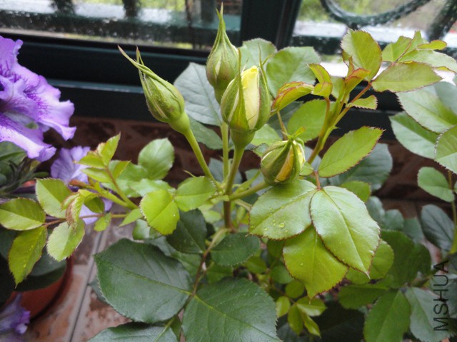 DSC01295.JPG