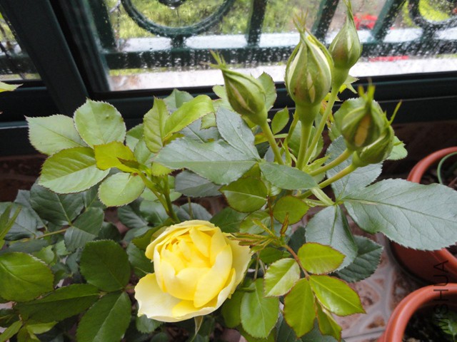 DSC01296.JPG