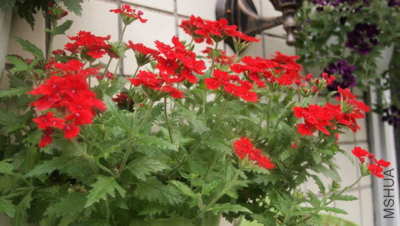 �����ƻ����Ůӣ