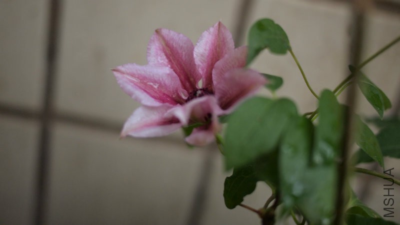 �����С��Ŷ����