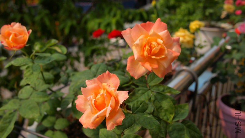 �����������ˣ��������˻�������