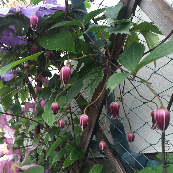 С��IMG_7632.jpg