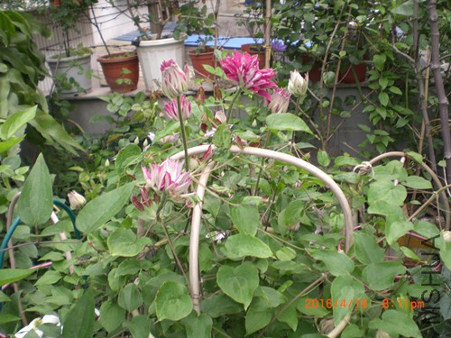 CIMG4823_����.jpg
