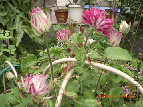 CIMG4824_����.jpg