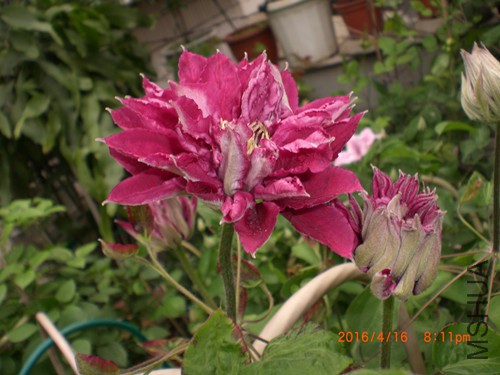 CIMG4825_����.jpg