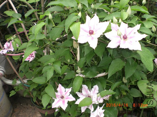 CIMG4828_����.jpg