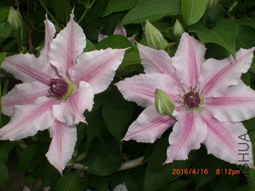 CIMG4829_����.jpg