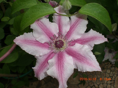 CIMG4830_����.jpg