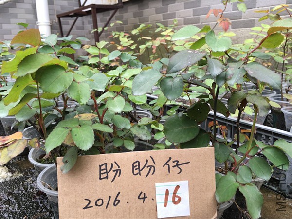 QQͼƬ20160415111617.jpg