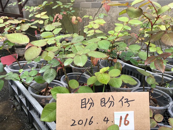 QQͼƬ20160415111628.jpg