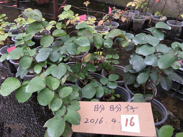 QQͼƬ20160415111635.jpg