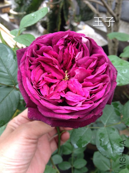 IMG_1803.JPG