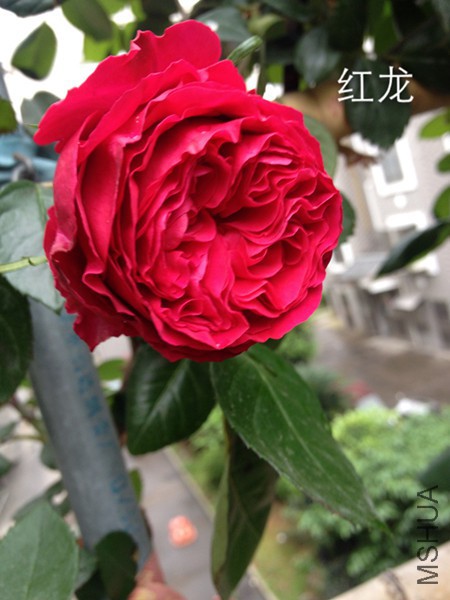 IMG_1805.JPG