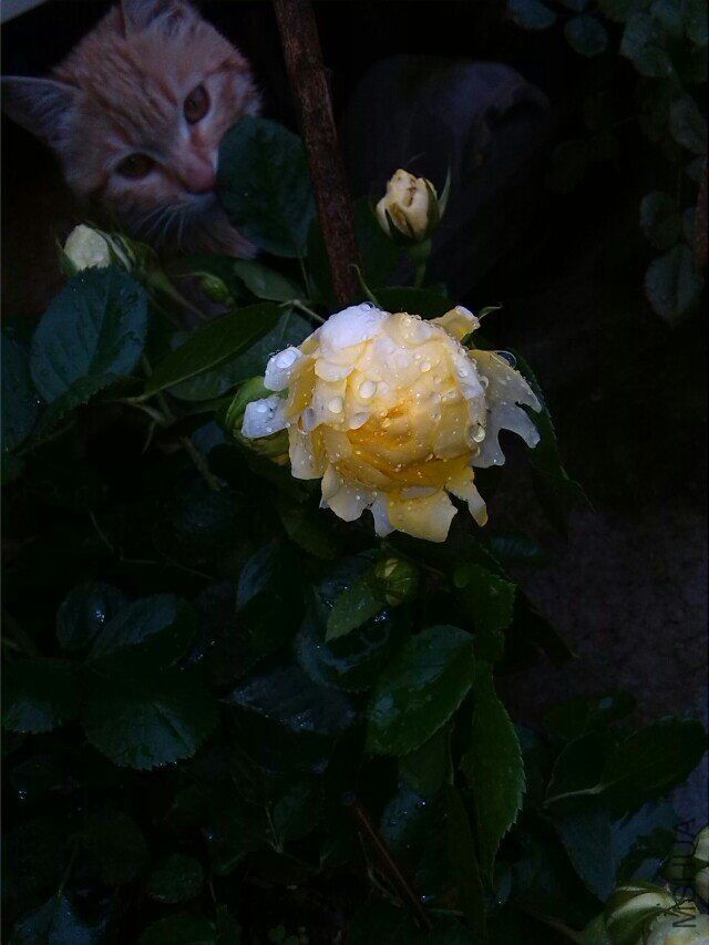 QQͼƬ20160416212845.jpg