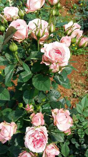 20160416_105446.jpg