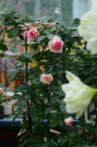DSC_1307_1.jpg