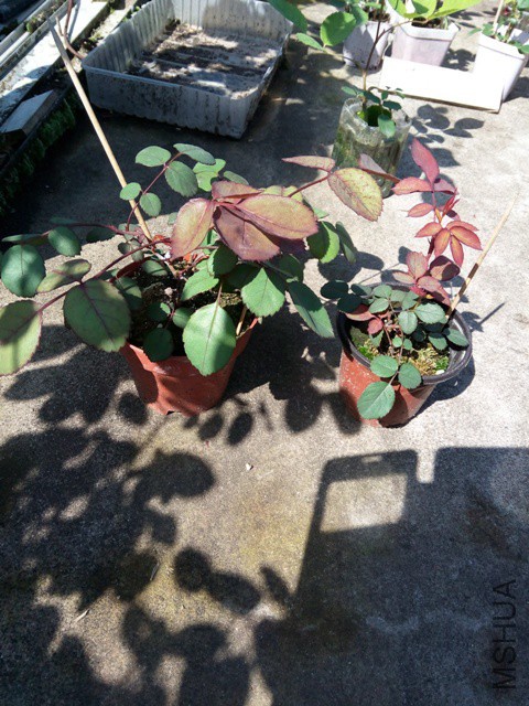 IMG_20160417_091732.jpg